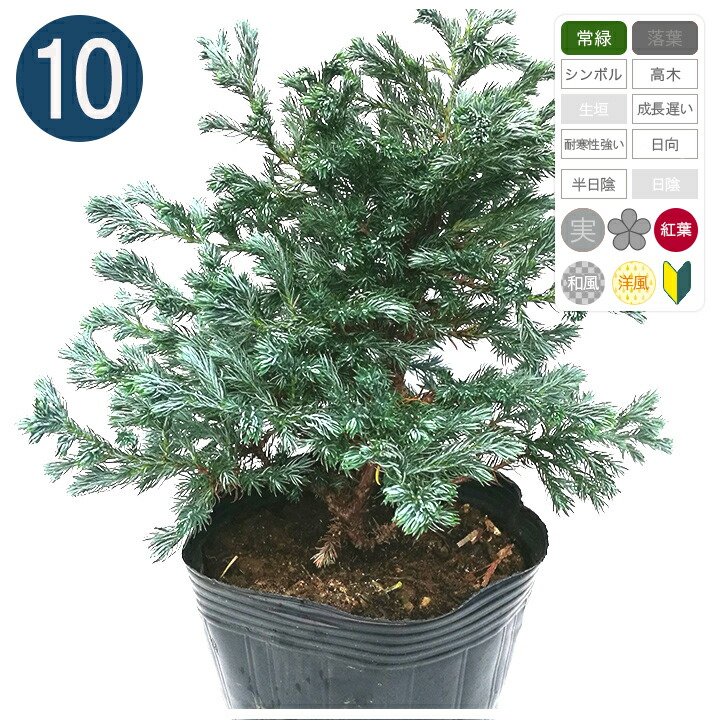 楽天市場 10本 ボールバード 15cmポット 樹高25cm コニファー グリーンロケット