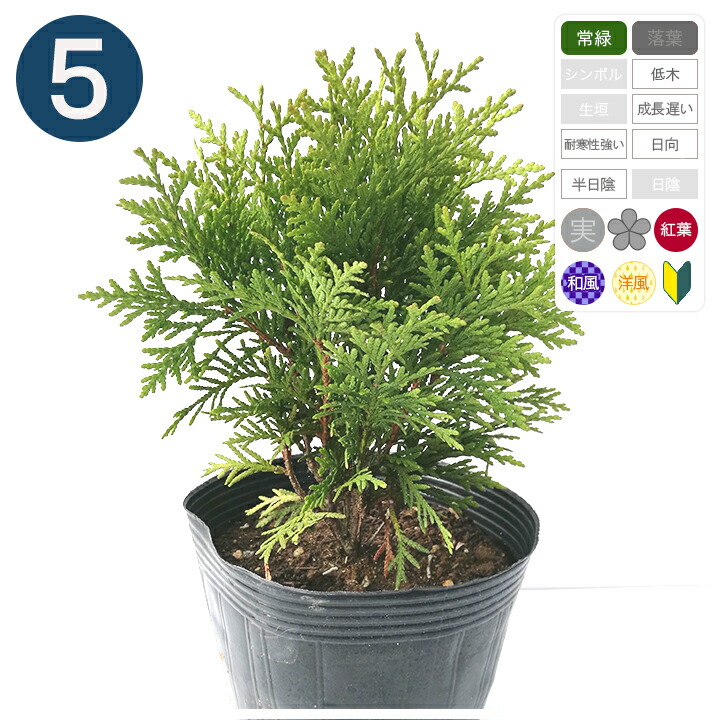 楽天市場 5本 ダニカ 樹高15cm程度 コニファー グリーンロケット