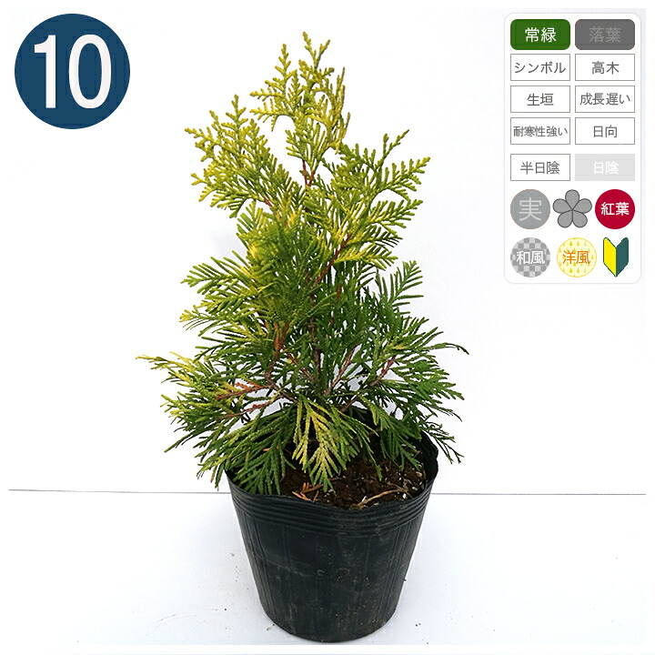 10本 / ヨーロッパゴールド 15cmポット 樹高25cm～ コニファー