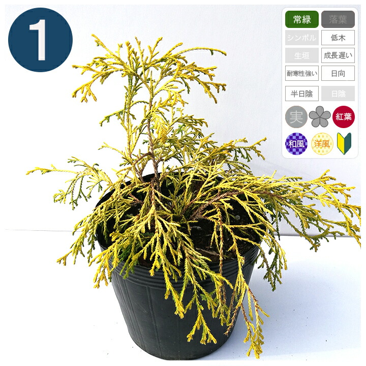 楽天市場】5本 / ゴールデンモップ 樹高20cm程度 ポット直径15cm