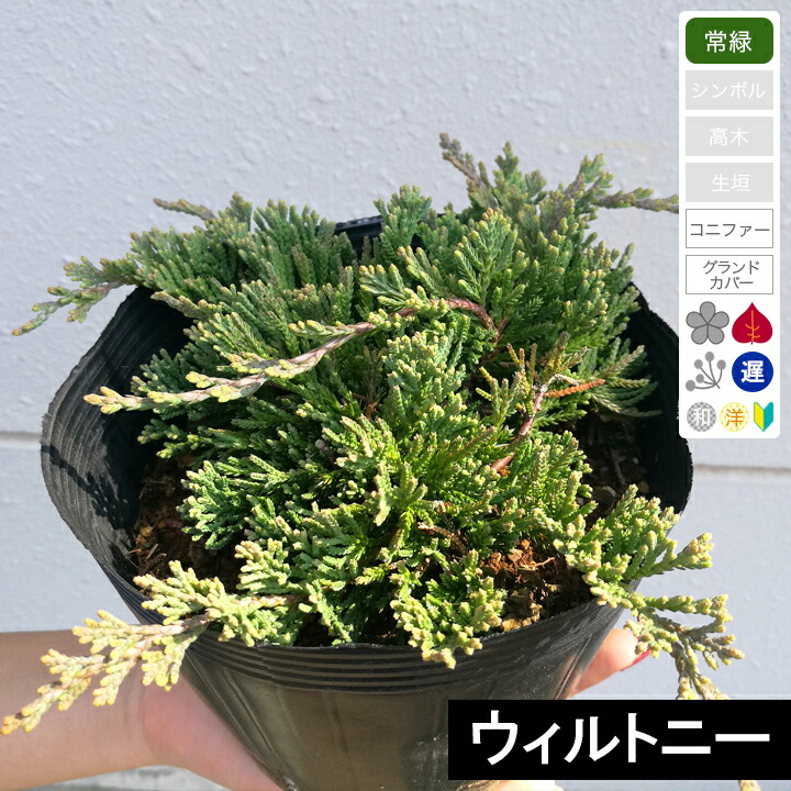 ウィルトニー 盆栽風 hanahirobaonline_niwaki-konifa