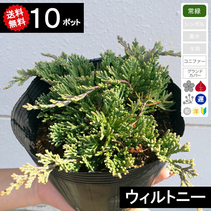 【送料無料】【１０ポット】 コニファー ウィルトニー ポット直径15cm