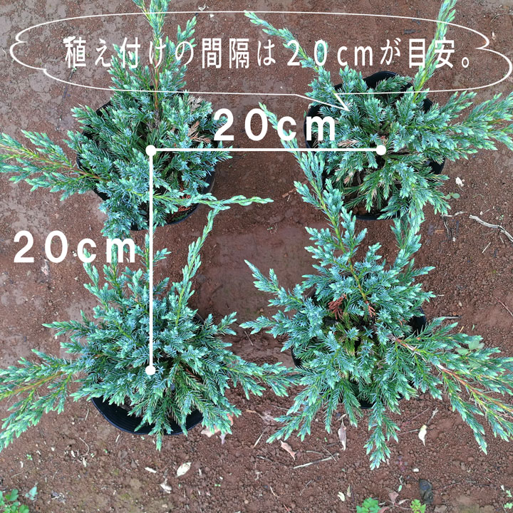 楽天市場 1ポット コニファー サンスプラッシュ ポット直径15cm グリーンロケット