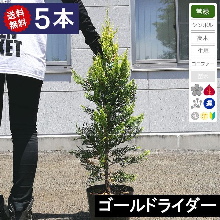 樹高80cm程度5本 ポット直径21cm コニファーゴールドライダー 送料無料 グリーンロケットコニファーガーデニング 農業5本