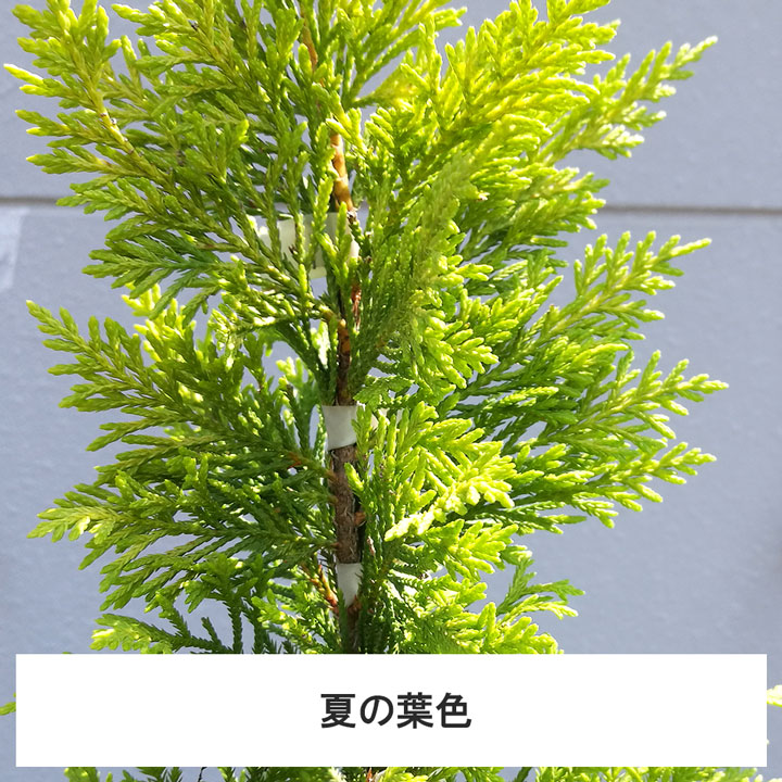 樹高80cm程度5本 ポット直径21cm コニファーゴールドライダー 送料無料 グリーンロケットコニファーガーデニング 農業5本