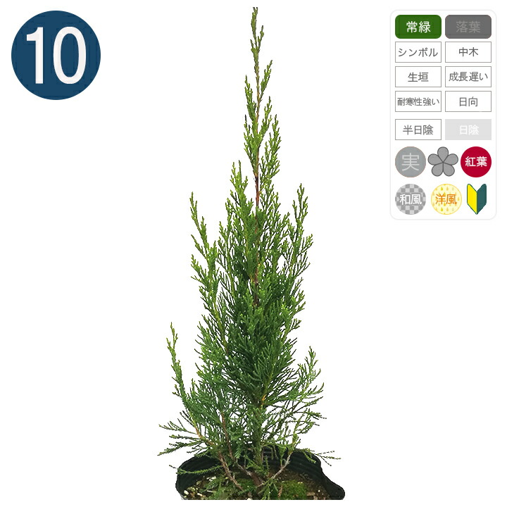 【送料無料】10本 /スパルタン 15cmポット 樹高40cm～ コニファー