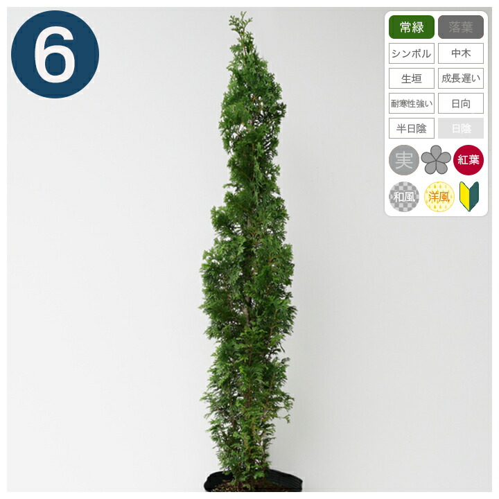 楽天市場】庭木・植木 フェニックス・シルベストリス（シルバーデーツ