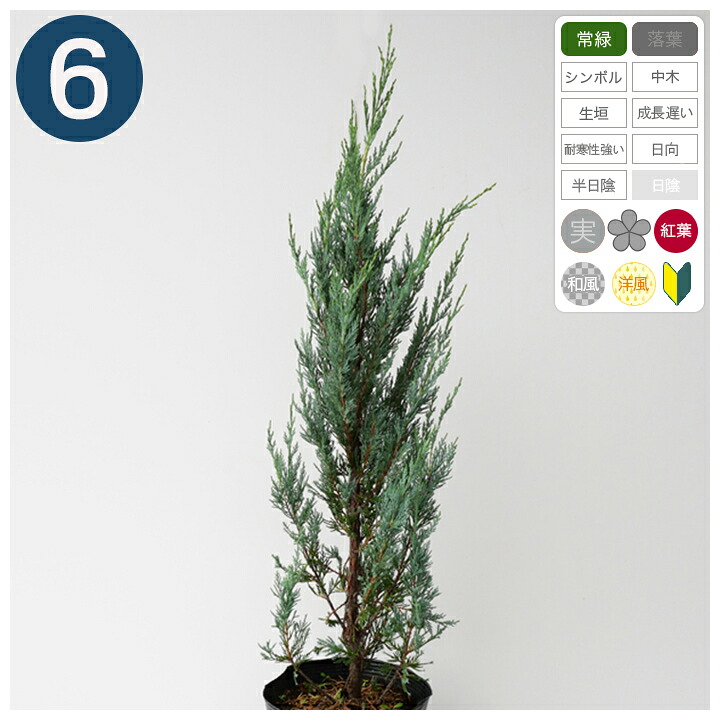 6本 ポット直径21cm ムーングロー 6本 樹高70cm 100cm程度 ポット直径21cm コニファー 植木 送料無料 グリーンロケット