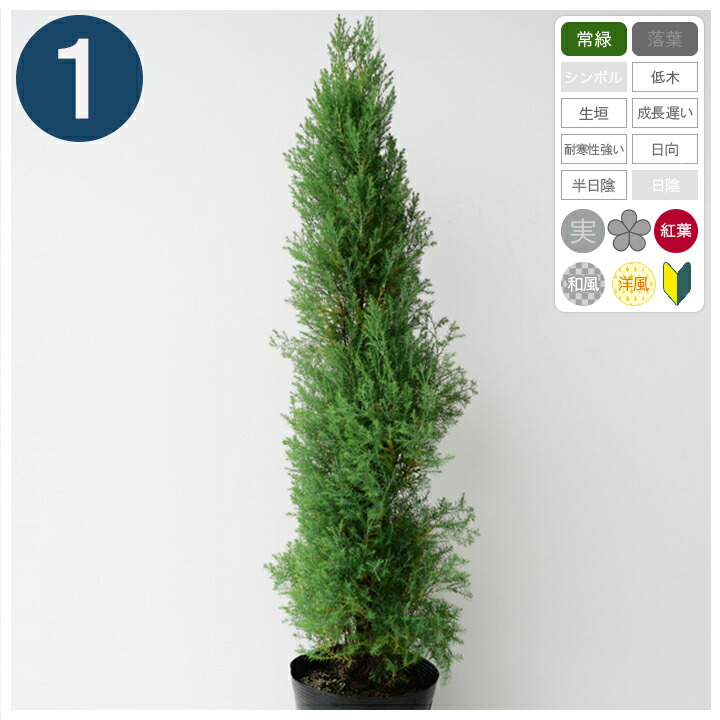 楽天市場】庭木・植木 フェニックス・シルベストリス（シルバーデーツ