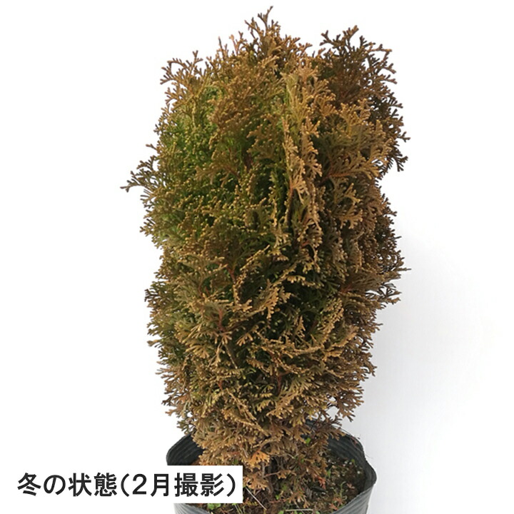 楽天市場 1本 ティニティム 樹高30cm程度 ポット直径21cm コニファー グリーンロケット