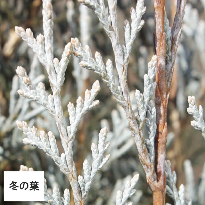 楽天市場 10本 ウィッチタブルー 15cmポット 樹高25cm コニファー グリーンロケット