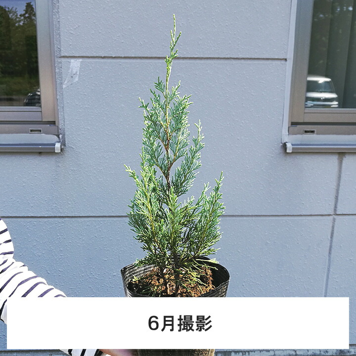 楽天市場 10本 ウィッチタブルー 15cmポット 樹高25cm コニファー グリーンロケット