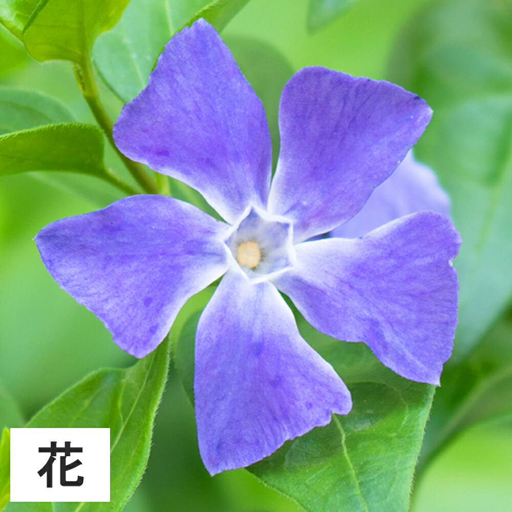 楽天市場 1ポット ビンカマジョール 長さcm程度 ポット直径9cm グリーンロケット