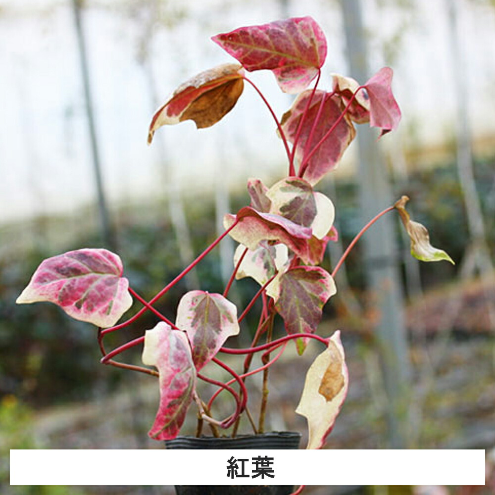 常緑 つる性 苗物 40ポット ヘデラ カナリエンシス バリエガータ 花の苗物 ポット直径10 5cm グリーンロケット