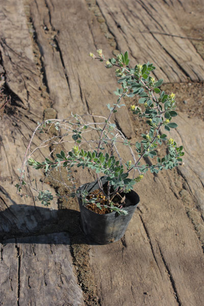 楽天市場】ロータス ブリムストーン 花苗 柔らかなライムグリーンの葉