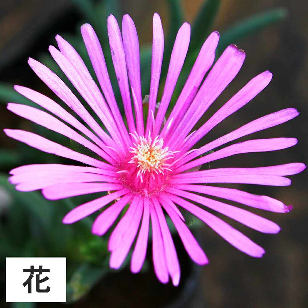 常緑 苗物 幅10 15cm程度 40ポット 花の苗物 ポット苗直径9cm グリーンロケット セダム 耐寒性マツバギク レイコウ