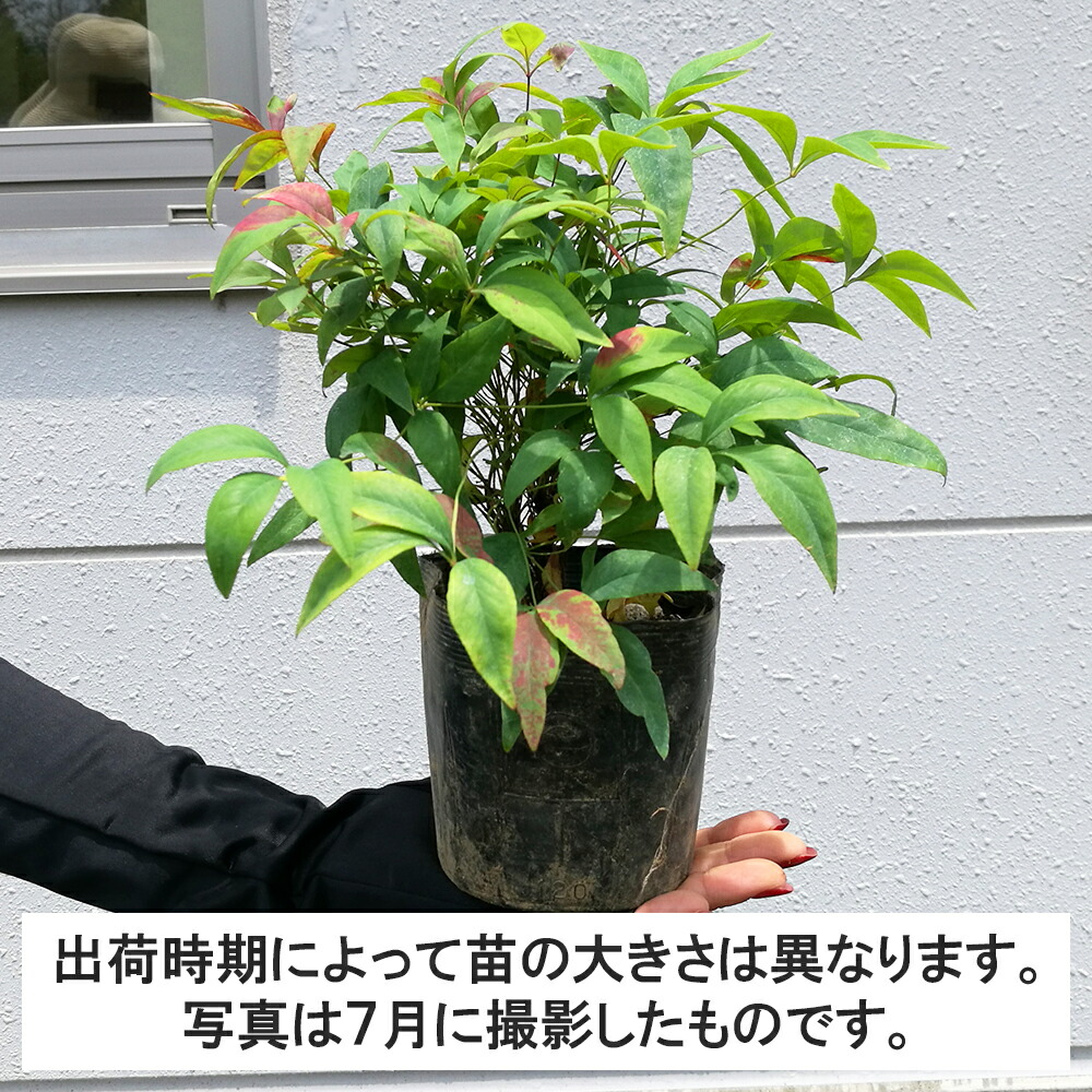 30ポット 花の苗物 オタフクナンテン 高さ15cm程度 ポット直径12cm グリーンロケット常緑 苗物 低木 30ポット 花の苗物 オタフクナンテン 高さ15cm程度 ポット直径12cm グリーンロケット常緑 苗物 低木