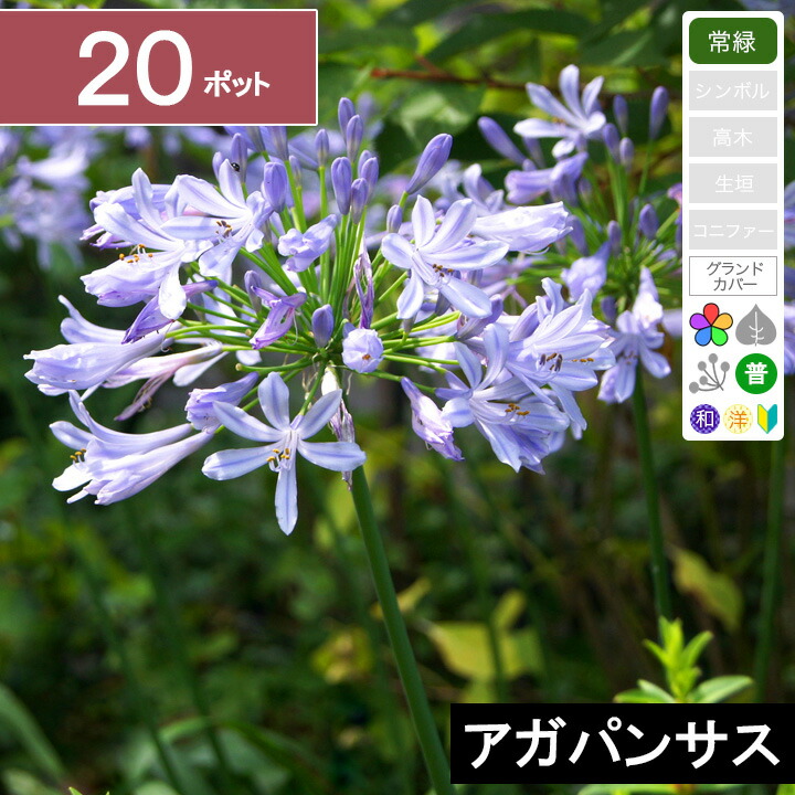 楽天市場】【10ポット】「アガパンサス」高さ10cm程度 ポット