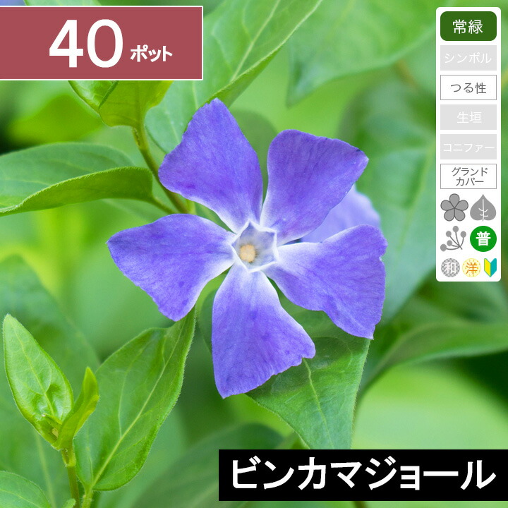 【40ポット】 「ビンカマジョール」　長さ20cm程度　ポット直径9cm