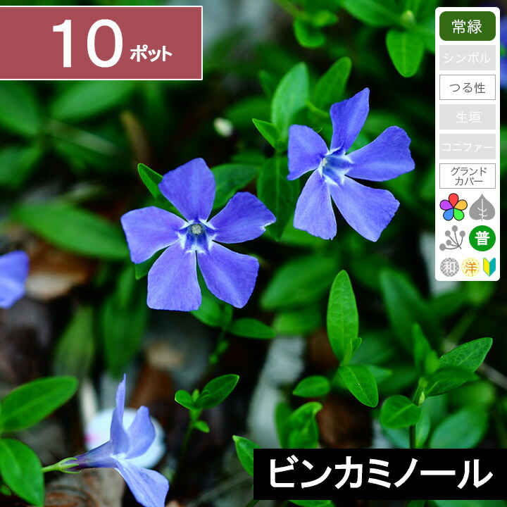 楽天市場 1ポット ビンカミノール 長さ10cm程度 ポット直径9cm グリーンロケット