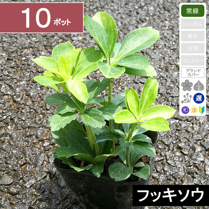 楽天市場】フッキソウ 【曙斑】 3.5号ポット苗 挿し木 【ハナ