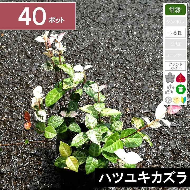 【40ポット】ハツユキカズラ　高さ10cm程度　ポット直径9cm｜グリーンロケット 9,504円
