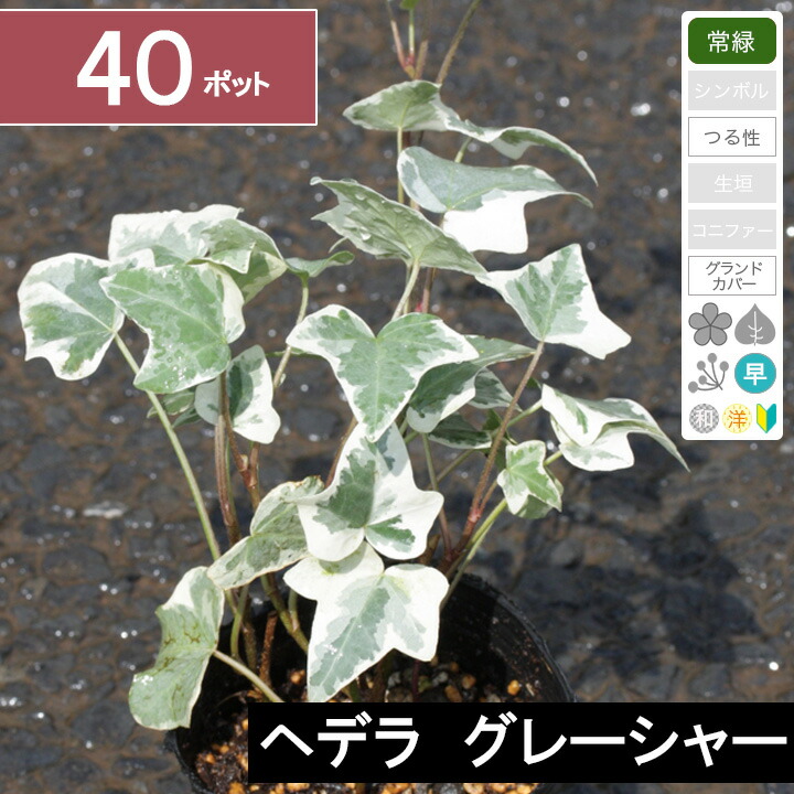 激安商品最低価格 ポット苗直径9cm グリーンロケット常緑 グレーシャー ヘデラ 花の苗物 40ポット 苗物 ガーデニング 農業 つる性 花の苗物 Centuria Ec 激安商品最低価格 ポット苗直径9cm グリーンロケット常緑 グレーシャー ヘデラ 花の苗物 40ポット 苗物 ガーデニング 農業 つる性 花の苗物 Centuria Ec
