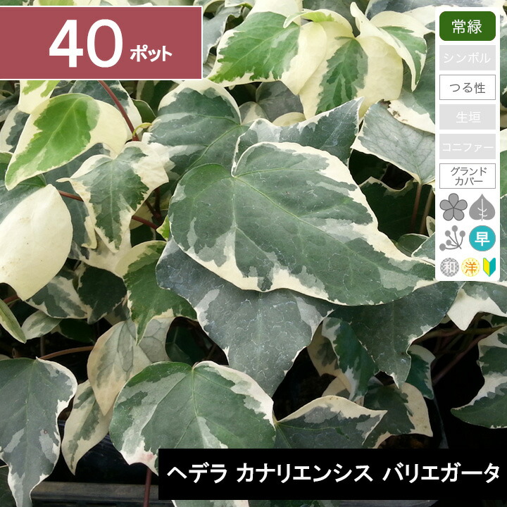 常緑 つる性 苗物 40ポット ヘデラ カナリエンシス バリエガータ 花の苗物 ポット直径10 5cm グリーンロケット