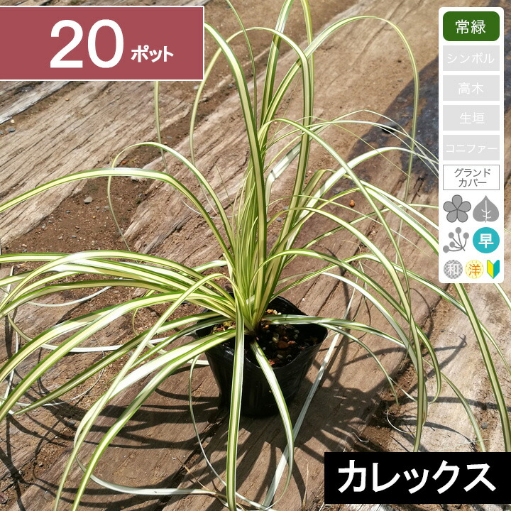 サマーセール グラキリス ベアルート 特大サイズ_2 サマーセール グラキリス ベアルート 特大サイズ_2