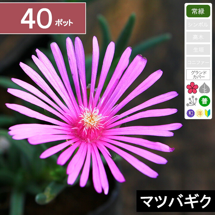 【40ポット】耐寒性マツバギク「花の冠コウ」 幅10～15珊座標軸 ポット苗差しわたし9珊 花の苗物-ガーデニング・農業-苗物