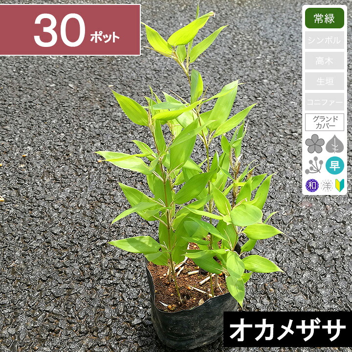 【30ポット】 オカメザサ　高さ15～20cm程度　ポット苗直径12cm
