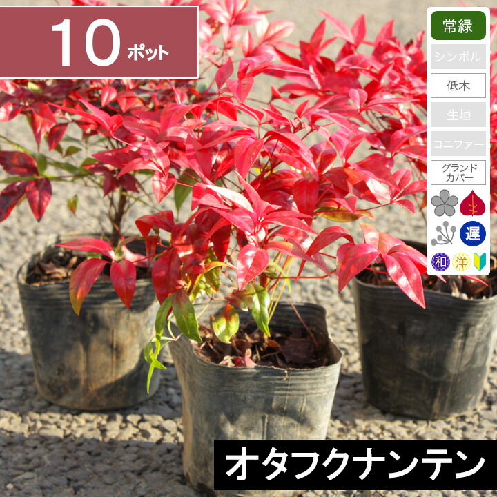 楽天市場】【20ポット】オタフクナンテン 高さ20cm程度 ポット直径15cm