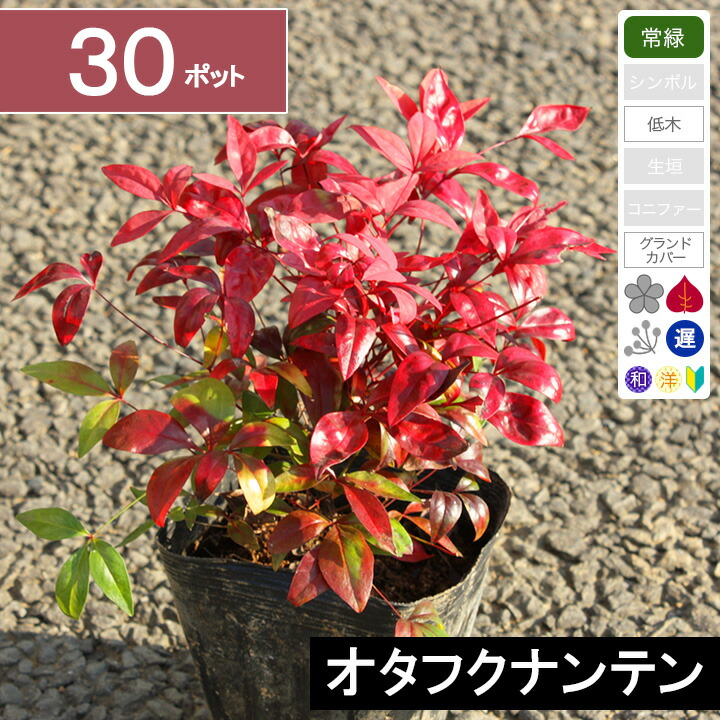 30ポット 花の苗物 オタフクナンテン 高さ15cm程度 ポット直径12cm グリーンロケット常緑 苗物 低木 30ポット 花の苗物 オタフクナンテン 高さ15cm程度 ポット直径12cm グリーンロケット常緑 苗物 低木