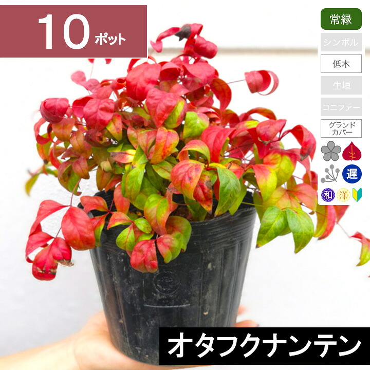 【10ポット】 オタフクナンテン　高さ20cm程度　ポット直径15cm
