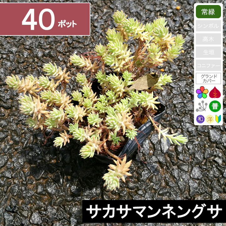 【40ポット】「サカサマンネングサ」 幅10～15糎座標軸 ポット苗差しわたし9糎