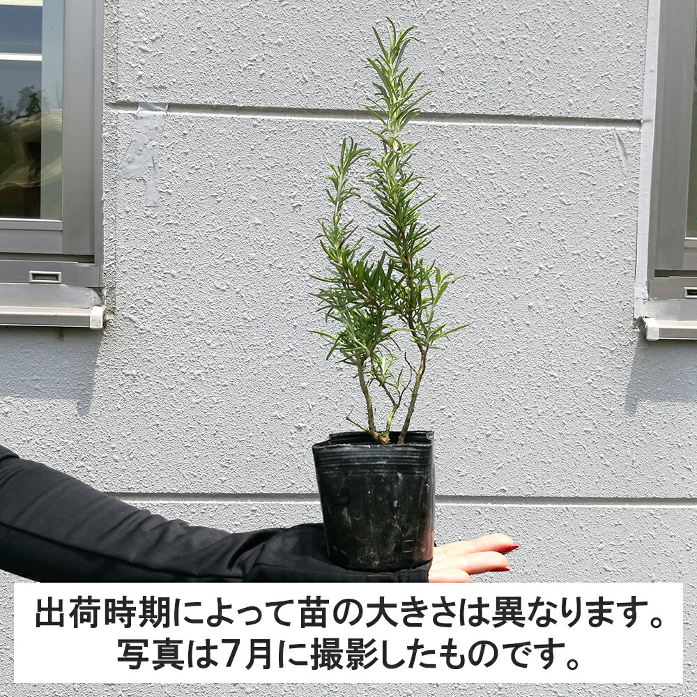 40ポット ローズマリー立性 苗 高さ10cm程度 ポット直径9cm Mavipconstrutora Com Br