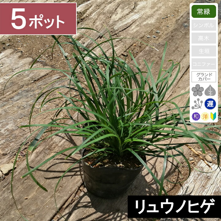 ぴかん様　購入済みです。龍の髭　黒龍　２株で付いて１株です。　抜き苗　2-(6) imgrc0078622172.jpg