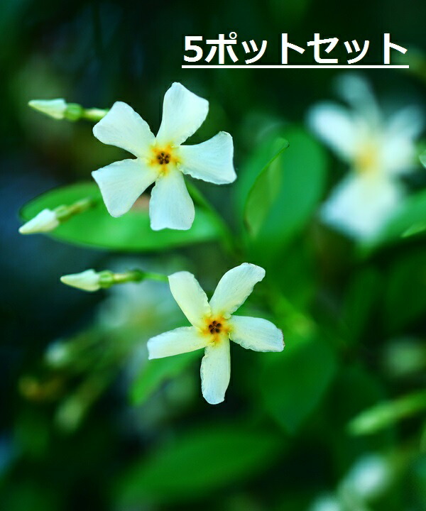 楽天市場 5ポット テイカカズラ 高さ15cm程度 ポット苗直径9cm グリーンロケット