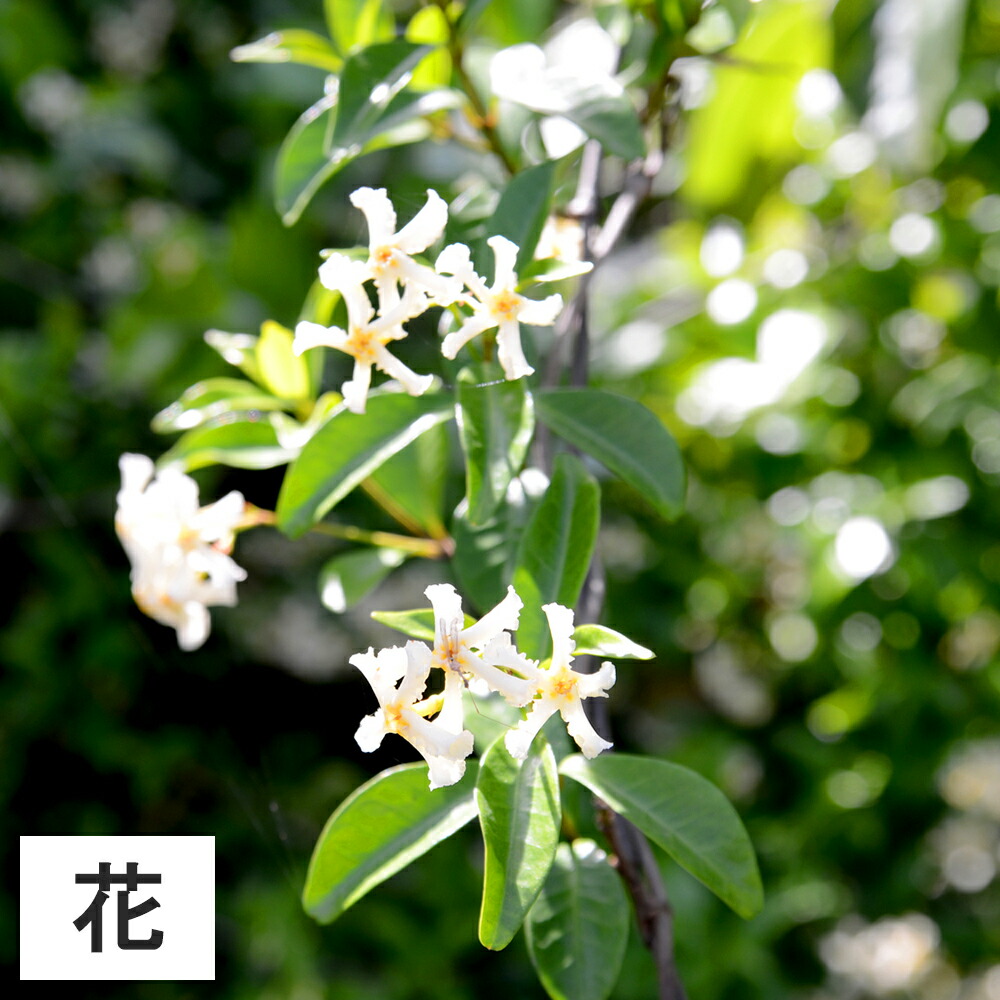 楽天市場 5ポット テイカカズラ 高さ15cm程度 ポット苗直径9cm グリーンロケット