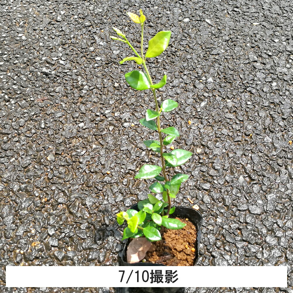 楽天市場 5ポット テイカカズラ 高さ15cm程度 ポット苗直径9cm グリーンロケット