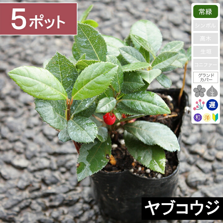 楽天市場】ツルコウジ 10.5cmポット 苗 : トオヤマグリーン