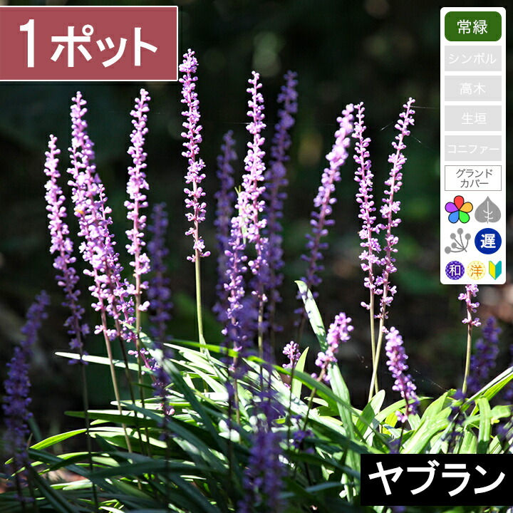 楽天市場】【40ポット】フイリヤブラン（斑入りヤブラン） 高さ10