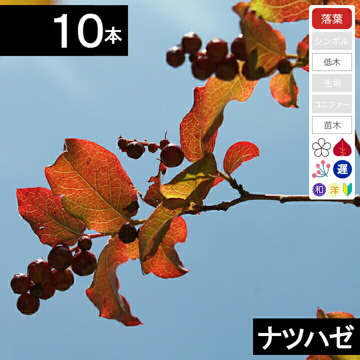 楽天市場】【不在置きOK限定販売価格】ナツハゼ（山採りもの