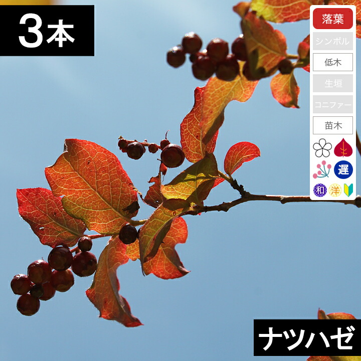 楽天市場】【不在置きOK限定販売価格】ナツハゼ（山採りもの）2.7m程度