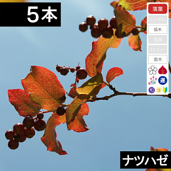 山採り　ナツハゼ H2.0 W80cm 楽天市場】【不在置きOK限定販売価格】ナツハゼ（山採りもの