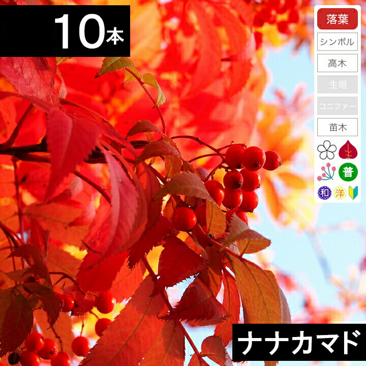 【10本】ナナカマド苗木　高さ35cm程度