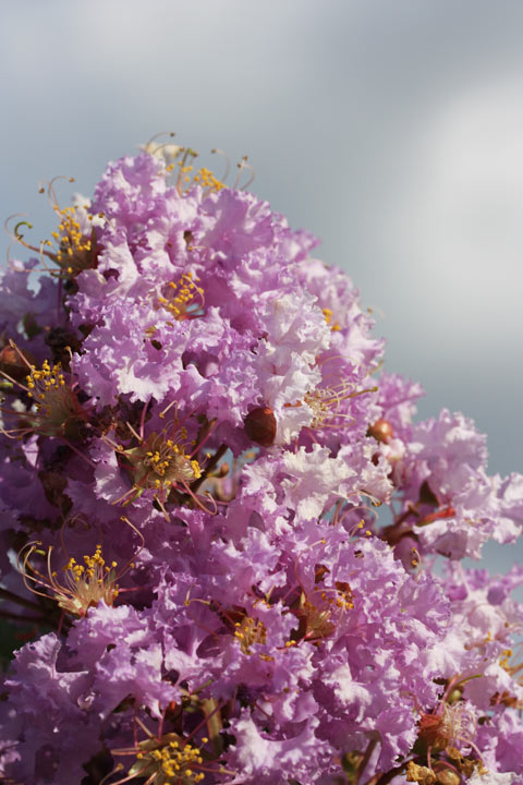 楽天市場 希少品 綺麗な紫色の花 サルスベリ 紫雲 1 8m程度 根鉢含まず グリーンロケット