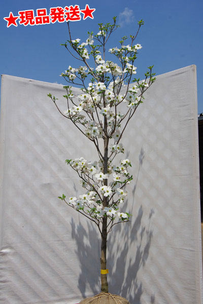 新作saleセール30 Off ハナミズキ クラウドナイン 白花 単木 樹高1 5 1 8m前後 根鉢含まず 単品 落葉 植木 庭木 花木 シンボルツリー 毎回完売 Ignitegospelchoir Org