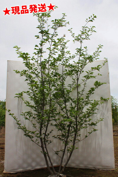 不在置きok限定販売価格 植木 現品発送 6カ月枯れ保証付き 紅花エゴノキピンクチャイム 株立 2 4 3 3m程度 根鉢含まず グリーンロケット鈴のようなピンクの花を付けます