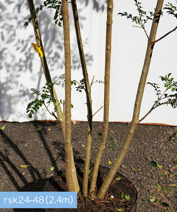 不在置きのみ シンボルツリー 2 4 2 5m程度 枯れ保証 株立 雑木風 植木 耐寒性の強い 現品発送 シマトネリコ 2 4 2 5m程度 株立 雑木風 直接引取で4000円引き 根鉢含まず グリーンロケット